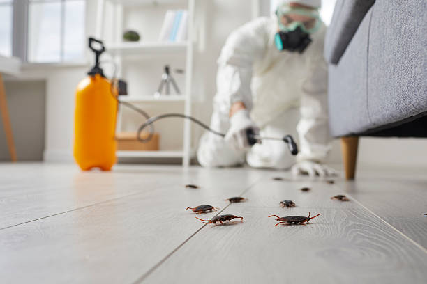 Commercial Rodent Management in Centuria